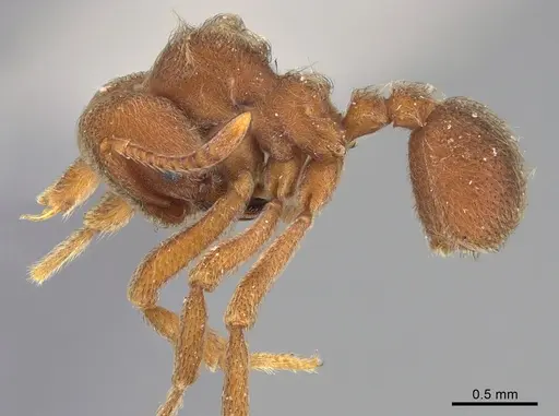 Sericomyrmex saramama - USNMENT00924072