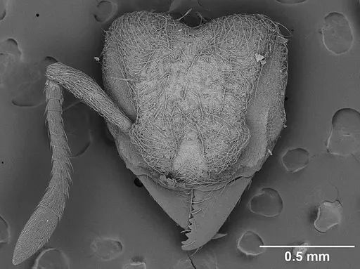 Sericomyrmex saramama - USNMENT01125262