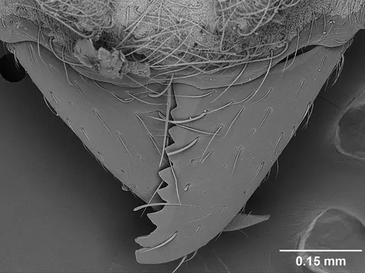 Sericomyrmex saramama - USNMENT01125262