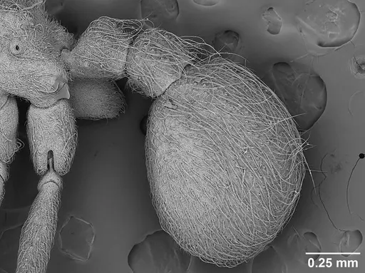 Sericomyrmex saramama - USNMENT01125262