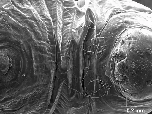 Sericomyrmex saramama - USNMENT01125266