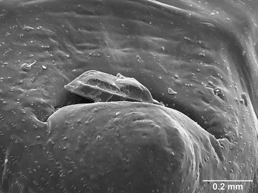 Sericomyrmex saramama - USNMENT01125266