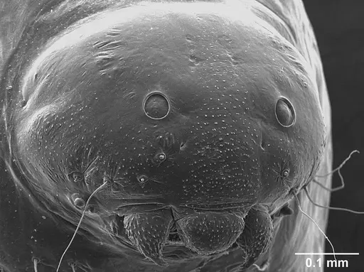 Sericomyrmex saramama - USNMENT01125266