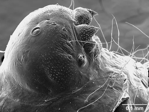 Sericomyrmex saramama - USNMENT01125266