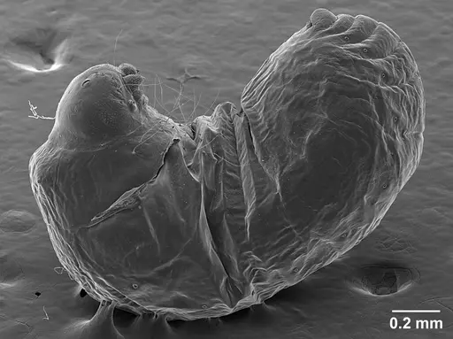 Sericomyrmex saramama - USNMENT01125266