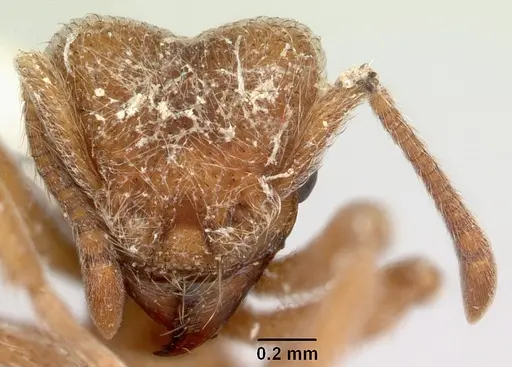 Sericomyrmex saussurei specimen