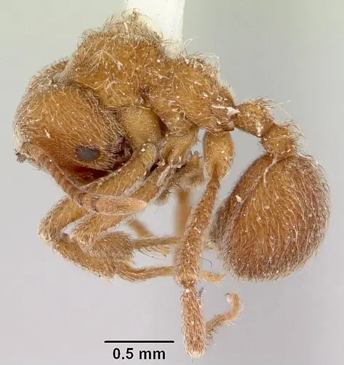 Sericomyrmex saussurei specimen