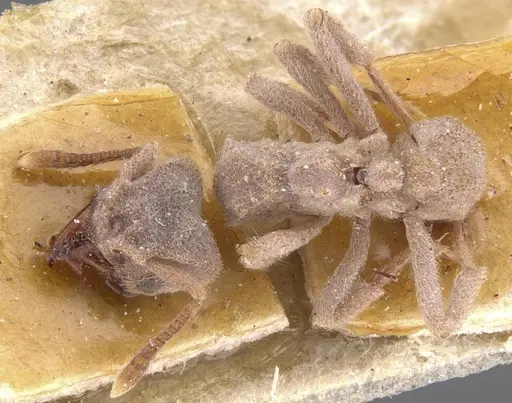 Sericomyrmex scrobifer specimen