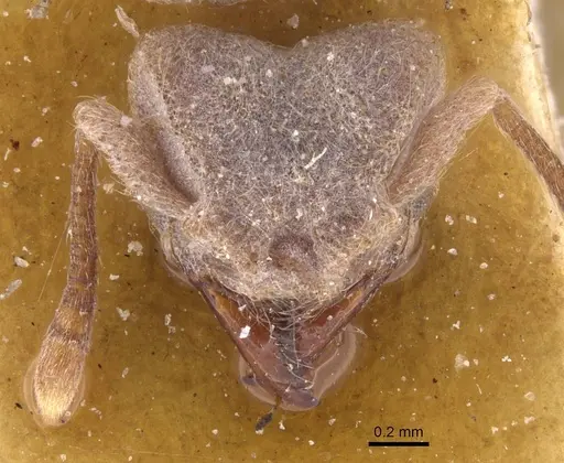 Sericomyrmex scrobifer specimen