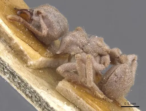 Sericomyrmex scrobifer specimen