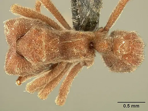 Sericomyrmex scrobifer - USNMENT01125115