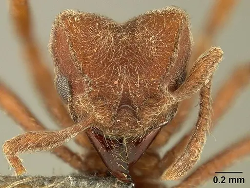 Sericomyrmex scrobifer - USNMENT01125115
