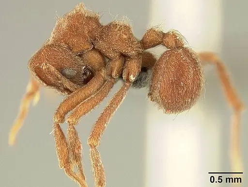 Sericomyrmex scrobifer - USNMENT01125115