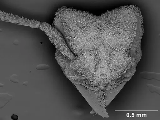 Sericomyrmex scrobifer - USNMENT01125273