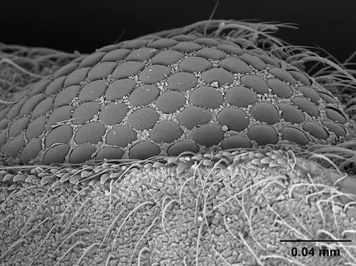 Sericomyrmex scrobifer - USNMENT01125273