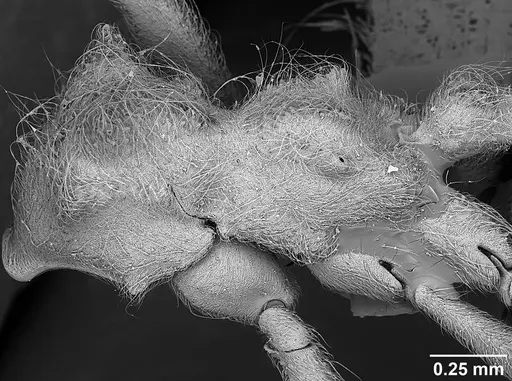 Sericomyrmex scrobifer - USNMENT01125273