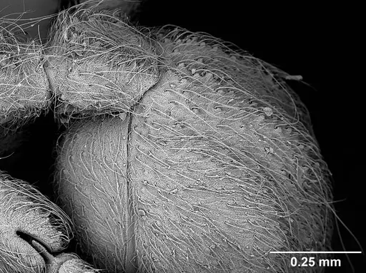 Sericomyrmex scrobifer - USNMENT01125273