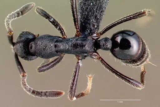 Simopelta andersoni specimen