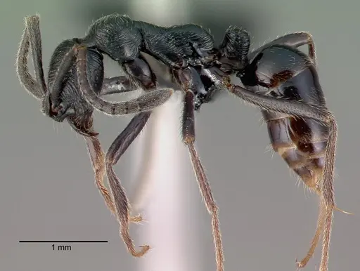 Simopelta andersoni specimen