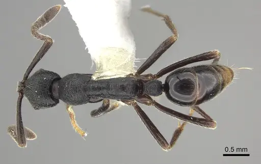 Simopelta andersoni - CASENT0249246