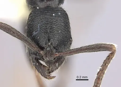 Simopelta andersoni - CASENT0249246