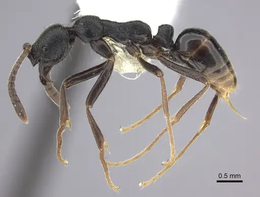 Simopelta andersoni - CASENT0249246