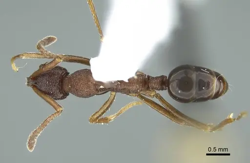 Simopelta andersoni - CASENT0914500