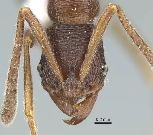 Simopelta andersoni - CASENT0914500