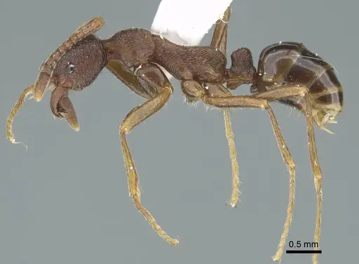 Simopelta andersoni - CASENT0914500