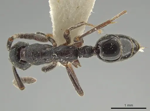 Simopelta andersoni - INBIOCRI000748544