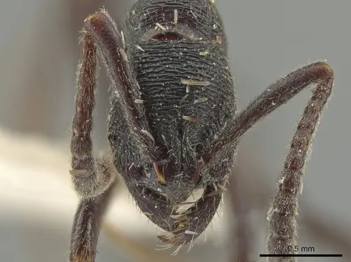 Simopelta andersoni - INBIOCRI000748544