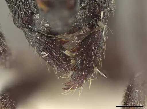 Simopelta andersoni - INBIOCRI000748544