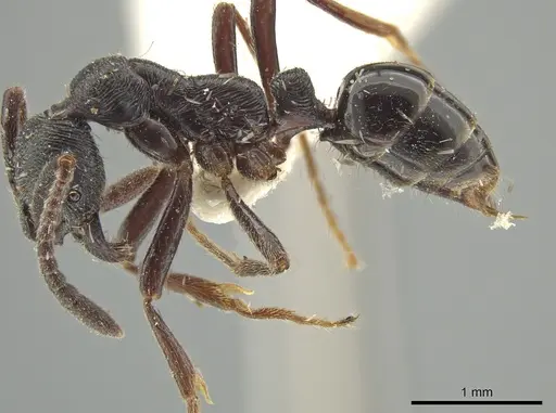 Simopelta andersoni - INBIOCRI000748544