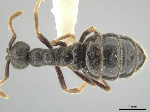 Simopelta andersoni - INBIOCRI001279768