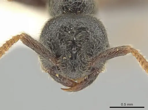 Simopelta andersoni - INBIOCRI001279768