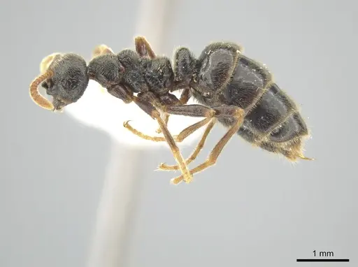 Simopelta andersoni - INBIOCRI001279768