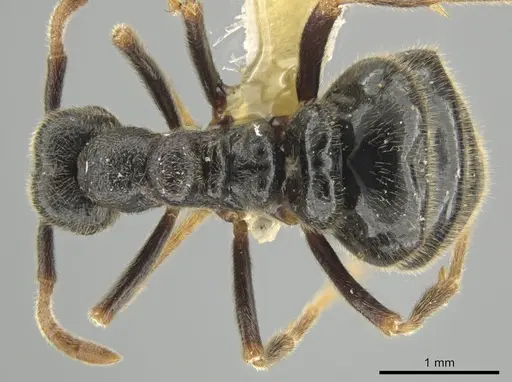 Simopelta andersoni - INBIOCRI001279771