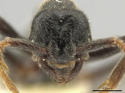 Simopelta andersoni - INBIOCRI001279771