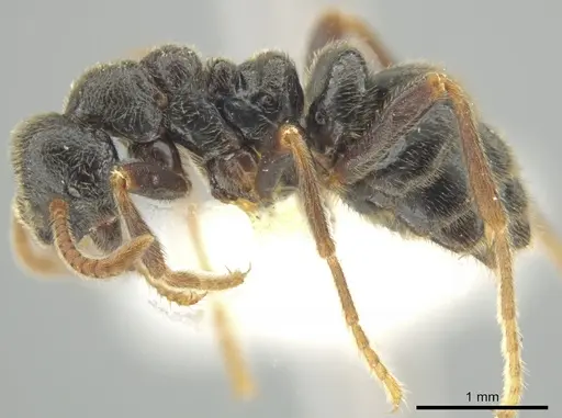 Simopelta andersoni - INBIOCRI001279771