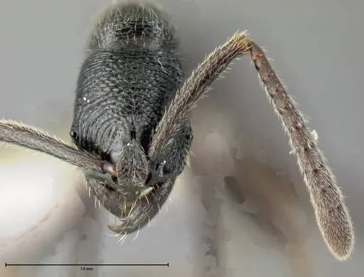 Simopelta andersoni - INBIOCRI001279772