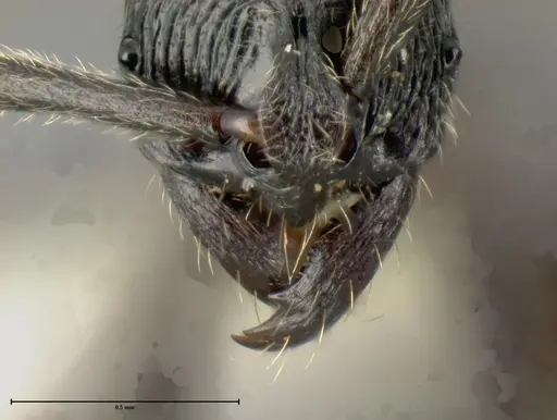 Simopelta andersoni - INBIOCRI001279772