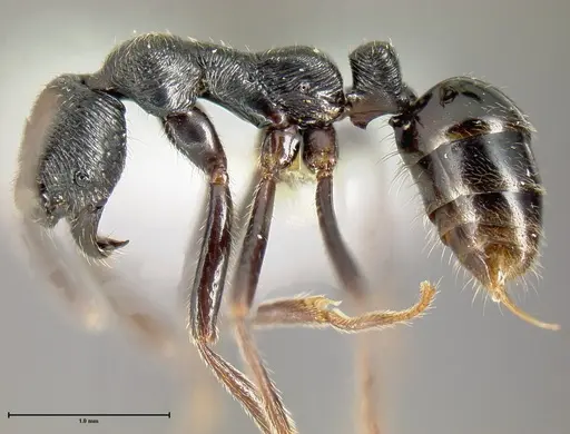 Simopelta andersoni - INBIOCRI001279772