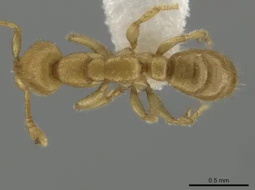 Simopelta anomma specimen