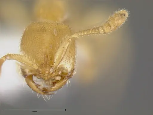 Simopelta anomma specimen