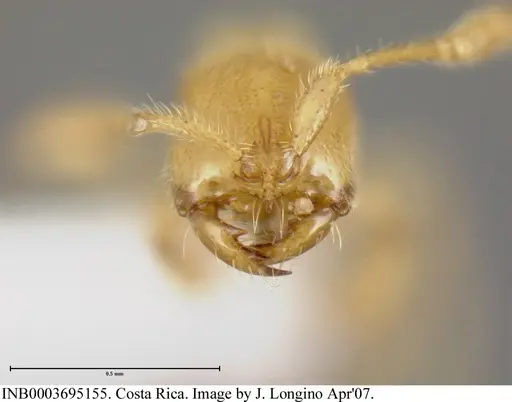 Simopelta anomma specimen