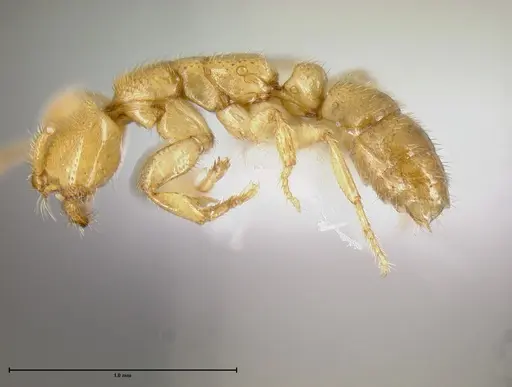 Simopelta anomma - INB0003695155