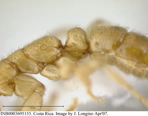 Simopelta anomma - INB0003695155