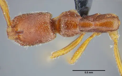 Simopelta bicolor specimen