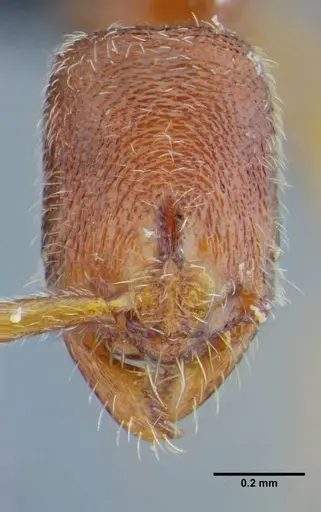Simopelta bicolor specimen