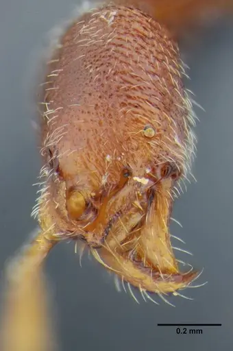 Simopelta bicolor specimen